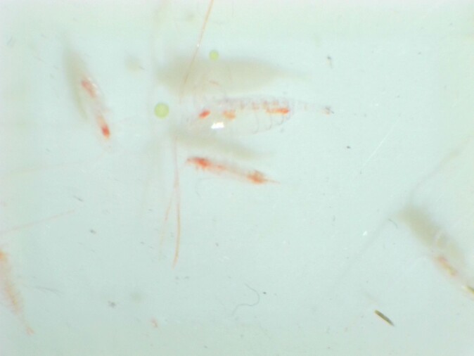 The photo shows a zoomed in image of zooplankton, sampled during the field test. The photo shows a zoomed in image of zooplankton, sampled during the field test.