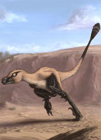 "Slik tror man at Linheraptor exquisitus kan ha sett ut. (Illustrasjon: Matt van Rooijen)" "Slik tror man at Linheraptor exquisitus kan ha sett ut. (Illustrasjon: Matt van Rooijen)"