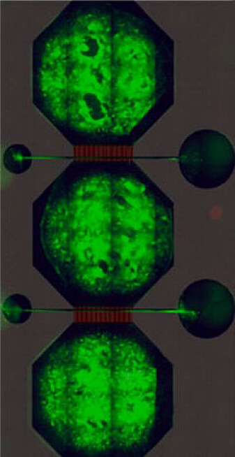A neural network in a microfluidic chip. A neural network in a microfluidic chip.