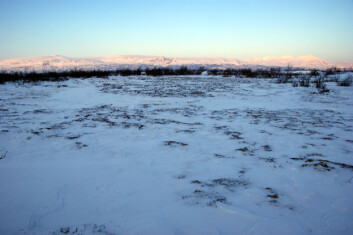 Kreklingeheier ved Abisko Suolo i Nord-Sverige nesten uten snø i mars 2009. Foto: Jarle W. Bjerke, NINA. Kreklingeheier ved Abisko Suolo i Nord-Sverige nesten uten snø i mars 2009. Foto: Jarle W. Bjerke, NINA.