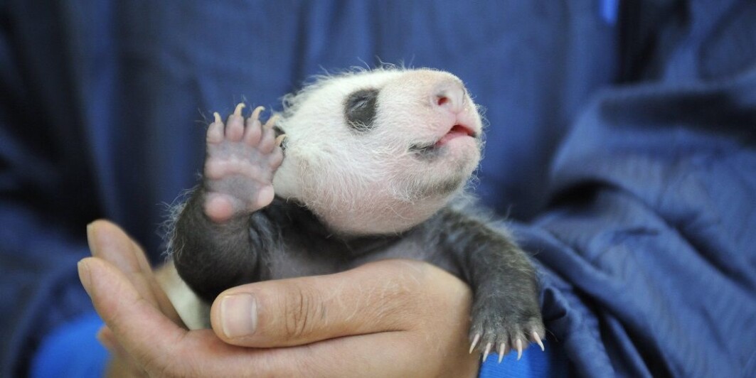 Professor Jianguo Liu has been involved with conserving giant pandas, among other efforts. Professor Jianguo Liu has been involved with conserving giant pandas, among other efforts.