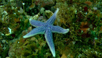 Blå sjøstjerne. (Foto: MAREANO/Havforskningsinstituttet)