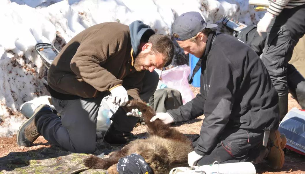 Boris Fuchs (t.v) i dyp konsentrasjon under blodprøvetaking i arbeidet med å kartlegge blynivåene i bjørn.