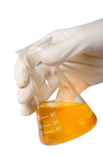 Jatrophaoljen er sannsynligvis mer miljøvennlig å framstille enn biodiesel fra sukkerrør eller mais. (Illustrasjonsfoto: Shutterstock) Jatrophaoljen er sannsynligvis mer miljøvennlig å framstille enn biodiesel fra sukkerrør eller mais. (Illustrasjonsfoto: Shutterstock)