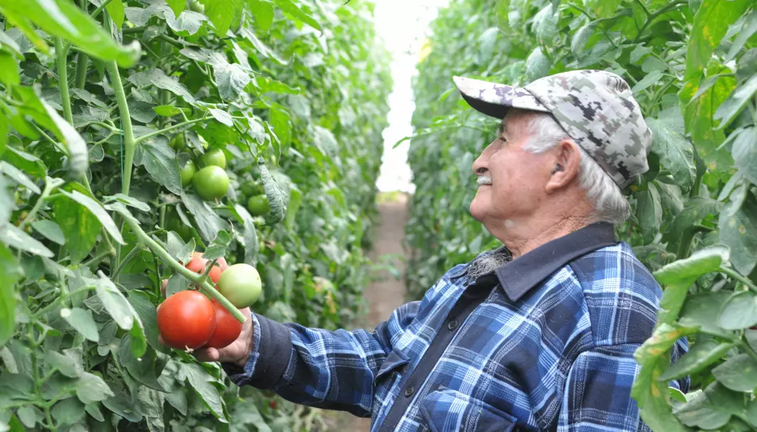 Denne armenske bonden dyrker fine tomater. Han savner likevel de tradisjonelle plantesortene.