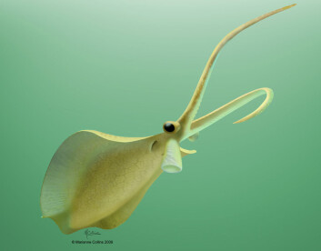 Rekonstruksjon av Nectocaris pteryx. (Foto: Marianne Collins, © 2009) Rekonstruksjon av Nectocaris pteryx. (Foto: Marianne Collins, © 2009)