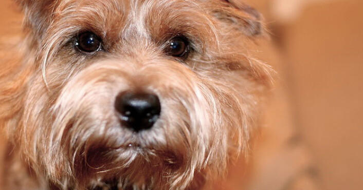 Norfolk terrier (Foto: Wikimedia Commons) Norfolk terrier (Foto: Wikimedia Commons)