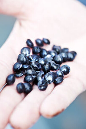 Nei, det er ikkje kaffibønner. Råstoffet bitumen kan formast til små perler og frysast ned, og vips har du ein ny og god metode for taktekking og gatesteinsbygging. (Foto: Elisabeth Tønnessen) Nei, det er ikkje kaffibønner. Råstoffet bitumen kan formast til små perler og frysast ned, og vips har du ein ny og god metode for taktekking og gatesteinsbygging. (Foto: Elisabeth Tønnessen)