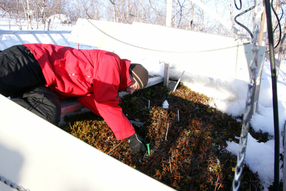 Forsker Gareth Phoenix fra Universitetet i Sheffield gjør målinger på vegetasjon som ikke har hatt snødekke ved bruk av infrarøde lamper. Krøkebærplantene er brune etter tre vintre med simulerte klimaforstyrrelser. Foto: Jarle W. Bjerke, NINA.