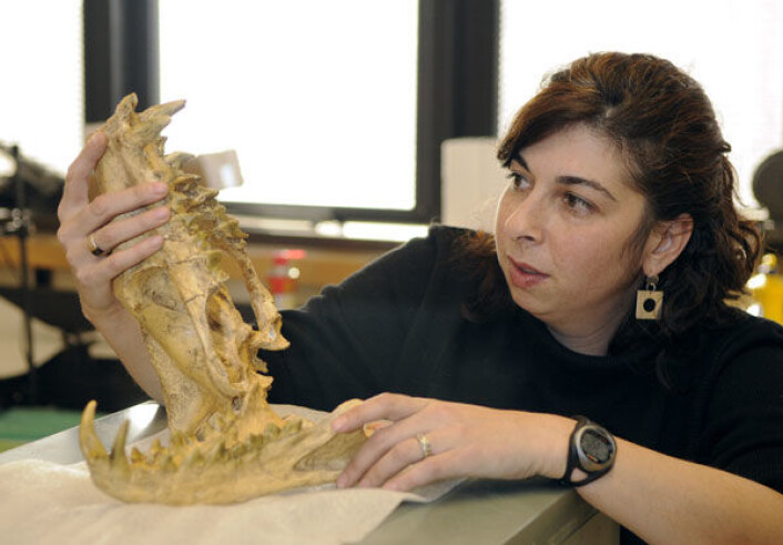 Et internasjonalt forskerteam har kartlagt hvordan store pattedyr tok over etter dinosaurenes endelikt. Forsker Jessica Theodor ved University of Calgary med skallen av en Hyaenodon, et kjøttetende pattedyr som levde for mellom 42 og 5 millioner år siden. (Foto: Riley Brandt/University of Calgary) Et internasjonalt forskerteam har kartlagt hvordan store pattedyr tok over etter dinosaurenes endelikt. Forsker Jessica Theodor ved University of Calgary med skallen av en Hyaenodon, et kjøttetende pattedyr som levde for mellom 42 og 5 millioner år siden. (Foto: Riley Brandt/University of Calgary)