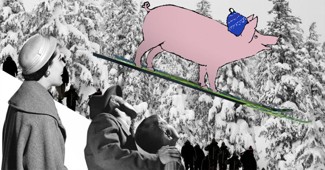 I gamle dagar batt dei fast ei ski til slaktegrisen så han ikkje skullle stikke av. Nordmøringar, romsdalingar og sørtrønderar var griseplagarar! (Illustrasjon: Annica Thomsson) I gamle dagar batt dei fast ei ski til slaktegrisen så han ikkje skullle stikke av. Nordmøringar, romsdalingar og sørtrønderar var griseplagarar! (Illustrasjon: Annica Thomsson)