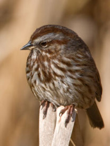 "(Illustrasjonsfoto: iStockphoto)" "(Illustrasjonsfoto: iStockphoto)"