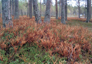 Betydelige kreklingskader i furuskogen ved Langstranda i Rombaken utenfor Narvik i mai 2008. (Foto: Terry V. Callaghan, Abisko Naturvetenskapliga Station) Betydelige kreklingskader i furuskogen ved Langstranda i Rombaken utenfor Narvik i mai 2008. (Foto: Terry V. Callaghan, Abisko Naturvetenskapliga Station)