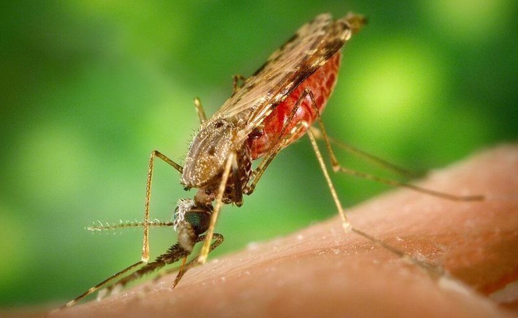Myggen Anopheles albimanus. Denne typen sprer malaria i hovedsak i Sentral-Amerika. (Foto: Wikimedia Commons) Myggen Anopheles albimanus. Denne typen sprer malaria i hovedsak i Sentral-Amerika. (Foto: Wikimedia Commons)
