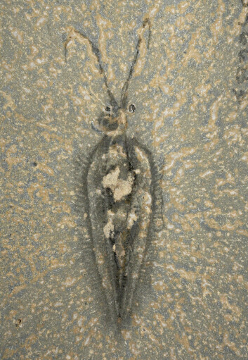 Her ses fossilet av en Nectocaris pteryx fra mellomkambrium, funnet i skiferstein i den canadiske delen av Rocky Mountains. Nærmere bestemt ved Burgess Pass i British Columbias Yoho National Park. (Foto: Jean-Bernard Caron)
