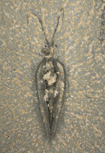 Her ses fossilet av en Nectocaris pteryx fra mellomkambrium, funnet i skiferstein i den canadiske delen av Rocky Mountains. Nærmere bestemt ved Burgess Pass i British Columbias Yoho National Park. (Foto: Jean-Bernard Caron) Her ses fossilet av en Nectocaris pteryx fra mellomkambrium, funnet i skiferstein i den canadiske delen av Rocky Mountains. Nærmere bestemt ved Burgess Pass i British Columbias Yoho National Park. (Foto: Jean-Bernard Caron)