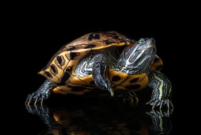 Sumpskilpaddeunderartene rødøret terrapin (<i>Trachemys scripta elegans</i>) og guløret terrapin (<i>Trachemys scripta scripta</i>) er invasive arter i det meste av verden. Sumpskilpaddeunderartene rødøret terrapin (<i>Trachemys scripta elegans</i>) og guløret terrapin (<i>Trachemys scripta scripta</i>) er invasive arter i det meste av verden.
