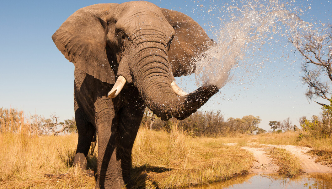 Suger i 540 km/t: Elefantens snabel er et verktøy uten like