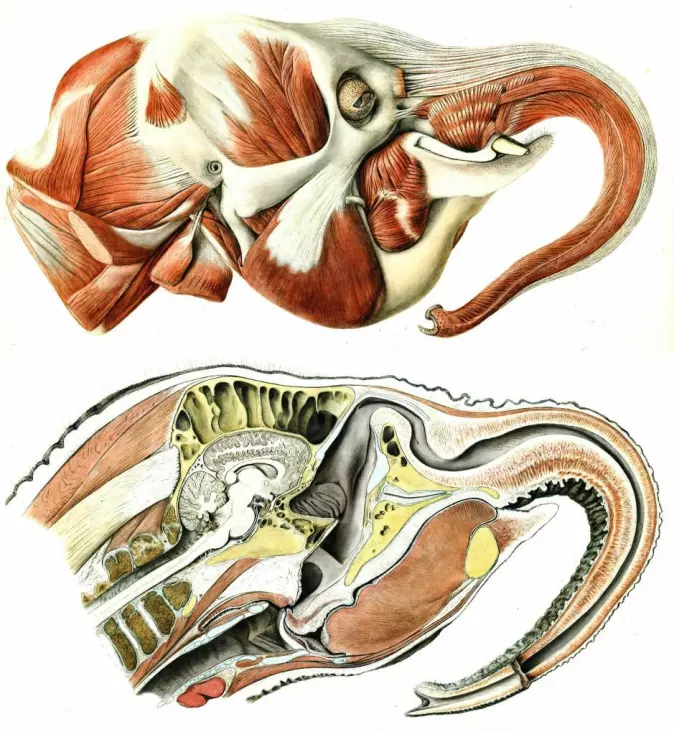 Elefantens unike fysikk har lenge vært kilde til fascinasjon og forskning. Her ser vi to anatomiske illustrasjoner av en indisk elefant, Elephas maximus indicus, fra 1899.