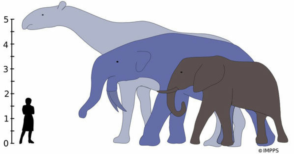 De største land-pattedyr som noengang har levd, Indricotherium og Deinotherium, ville ha raget over en nålevende afrikansk elefant. Indricotherium, som strekker seg høyest på denne illustrasjonen, levde for mellom 37 og 23 millioner år siden. Deinotherium levde for mellom 8,5 og 2,7 millioner år siden. (Illustrasjon: Alison Boyler/Yale University)