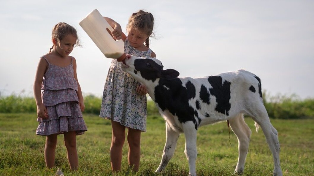 STEC smitter i hovedsak mest på sommeren og høsten via direktekontakt med kveg og smittet mat som f.eks. en dårlig stekt hamburger, upasteurisert melk og uren salat. STEC smitter i hovedsak mest på sommeren og høsten via direktekontakt med kveg og smittet mat som f.eks. en dårlig stekt hamburger, upasteurisert melk og uren salat.