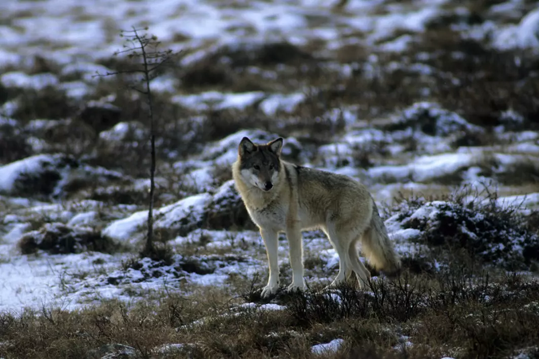– Overvåkingen i Finland viser at ulvebestanden i landet er i vekst. Fordelingen av ulv i landet er også endret, forklarer Øystein Flagstad, seniorforsker i Rovdata.