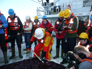 Anders Jelmert leter etter fisk blant ett tonn maneter. (Foto: Havforskninsgsinstituttet) Anders Jelmert leter etter fisk blant ett tonn maneter. (Foto: Havforskninsgsinstituttet)