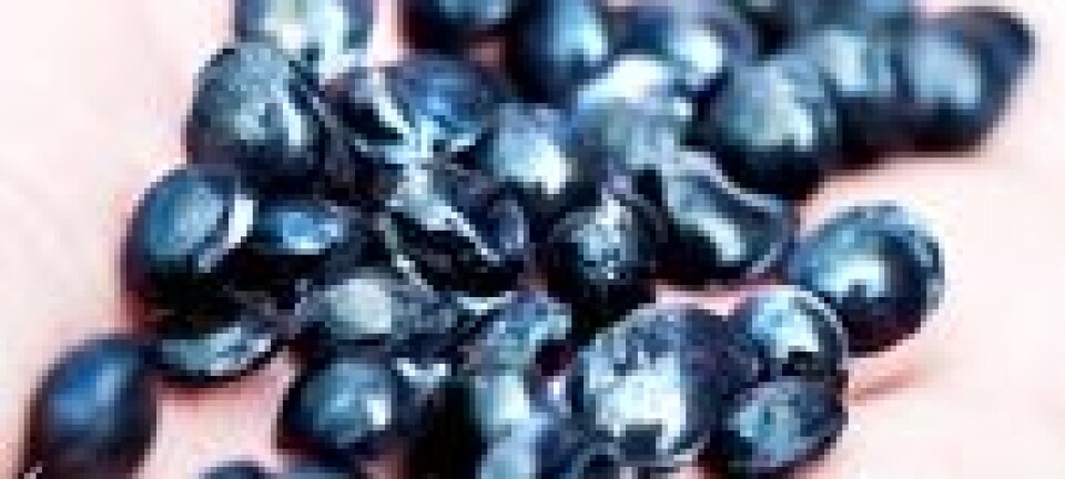 Nei, det er ikkje kaffibønner. Råstoffet bitumen kan formast til små perler og frysast ned, og vips har du ein ny og god metode for taktekking og gatesteinsbygging. (Foto: Elisabeth Tønnessen)