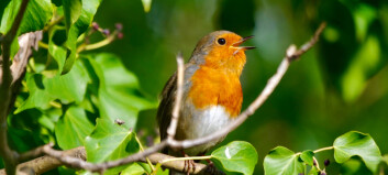 Hvorfor synger fuglene så høyt tidlig om morgenen?