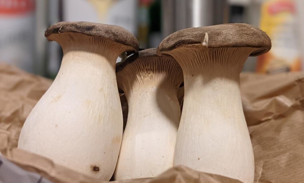 Kongeøsterssopp, kongeleg trompet, valthornsopp. Kjær gourmetsopp har mange namn. Kongeøsterssopp, kongeleg trompet, valthornsopp. Kjær gourmetsopp har mange namn.