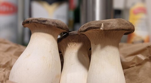 Stor matsopp kan vise korleis immunforsvaret reagerer på infeksjon frå mikroskopisk sopp Stor matsopp kan vise korleis immunforsvaret reagerer på infeksjon frå mikroskopisk sopp