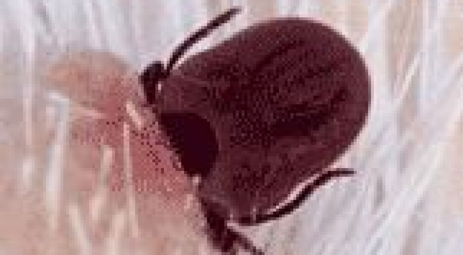 Variasjon som våpen