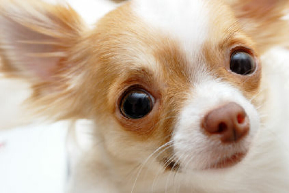 Chihuahua. (Illustrasjonsfoto: www.istockphoto.com)