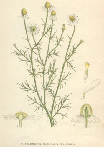 "Matricaria recutita, eller tysk kamille, er en 20-30 centimeter høy blomsterplante. Uttrekk av blader og blomster brukes til å lage kamillete. (Foto: Wikipedia)" "Matricaria recutita, eller tysk kamille, er en 20-30 centimeter høy blomsterplante. Uttrekk av blader og blomster brukes til å lage kamillete. (Foto: Wikipedia)"