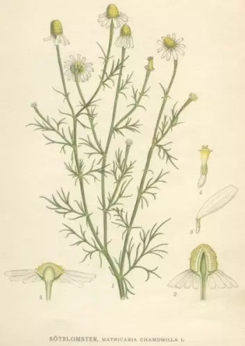 "Matricaria recutita, eller tysk kamille, er en 20-30 centimeter høy blomsterplante. Uttrekk av blader og blomster brukes til å lage kamillete. (Foto: Wikipedia)"
