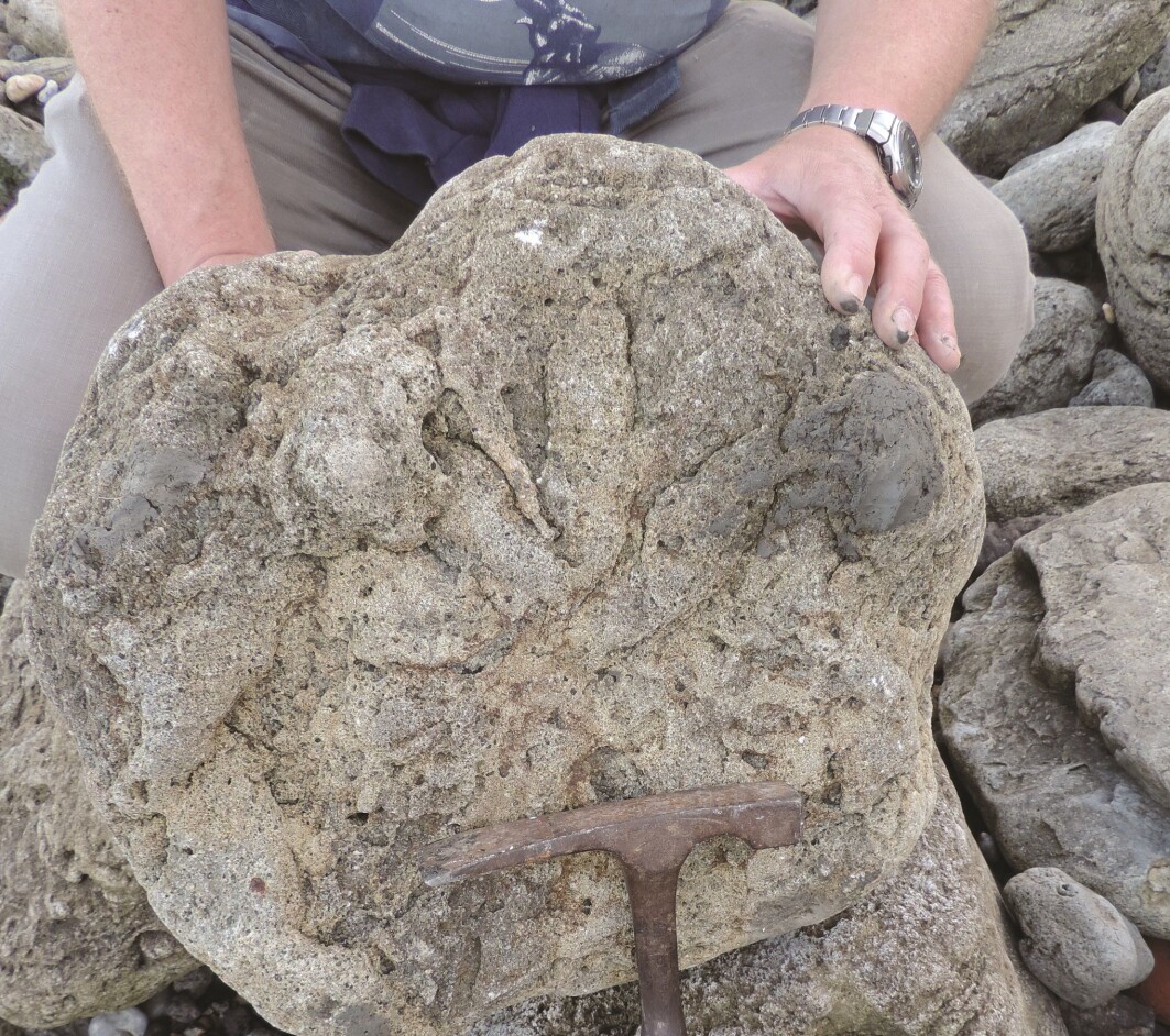 Et av fotavtrykkene som ble funnet, stammer fra en theropode-dinosaur. Forskerne antyder at det kan være fra en tidlig slektning av tyrannosaurus rex. Et av fotavtrykkene som ble funnet, stammer fra en theropode-dinosaur. Forskerne antyder at det kan være fra en tidlig slektning av tyrannosaurus rex.