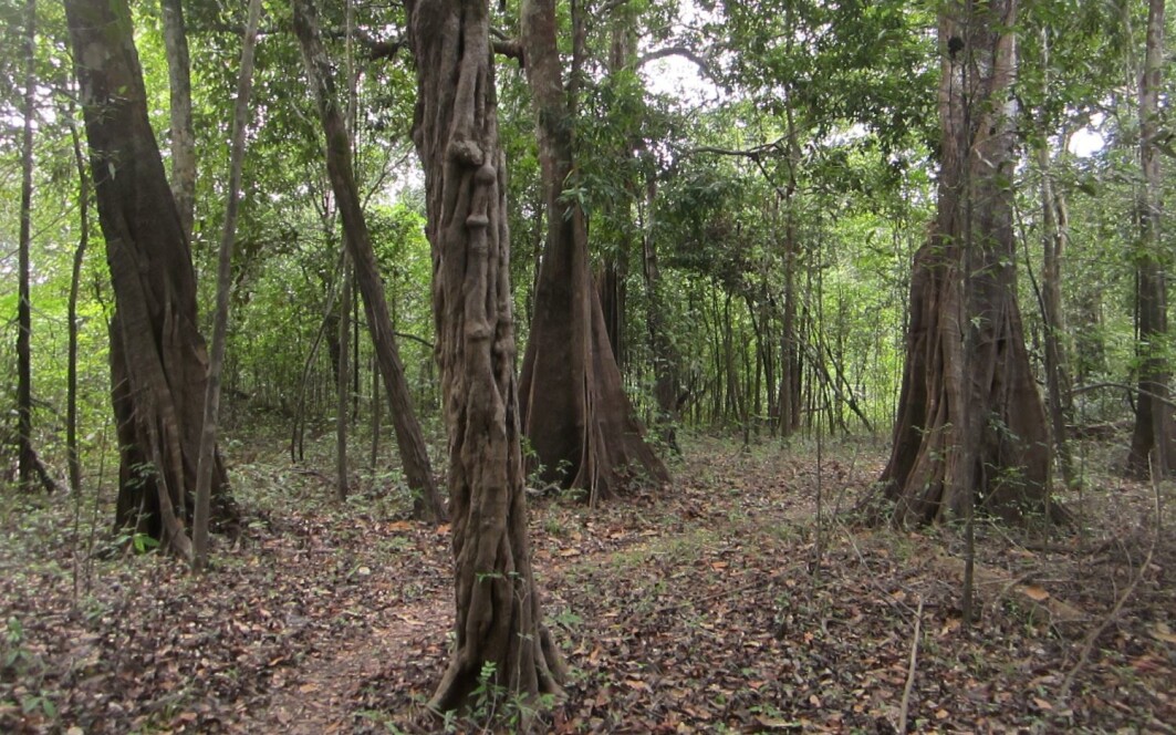 Forest in the Juruá area, Brazilian Amazonia. Forest in the Juruá area, Brazilian Amazonia.