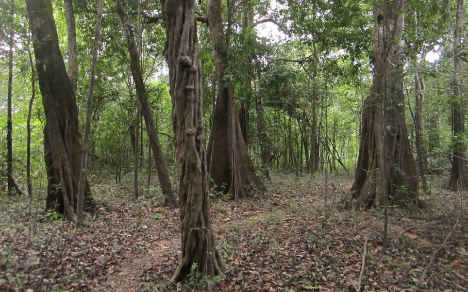 Forest in the Juruá area, Brazilian Amazonia.