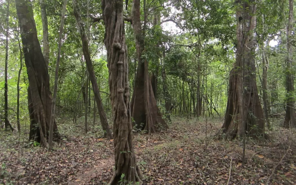 Skog i Juruá-området i Amazonas.