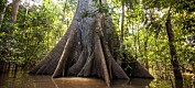 Amazonas’ varierte skoger gjør det vanskelig å beregne karbonlagring nøyaktig