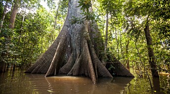 Amazonas’ varierte skoger gjør det vanskelig å beregne karbonlagring nøyaktig