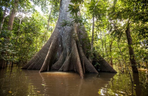 Large variations in forest diversity complicates carbon stock calculations in the Amazon