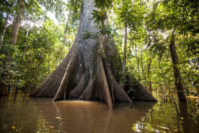 Silkebomullstre: Kapok-tree (Ceiba pentandra) flooded by water in the Amazon. The characteristic buttress roots are an adaptation to life in flooded areas. They prevent the tree from falling over.