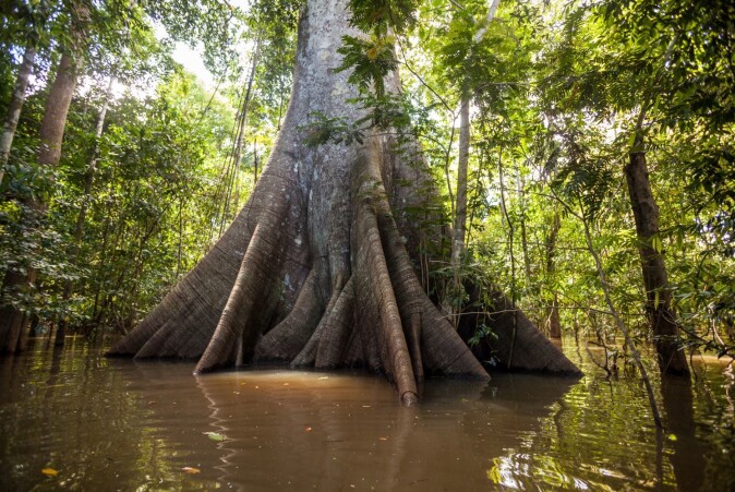 Silkebomullstre: Kapok-tree (Ceiba pentandra) flooded by water in the Amazon. The characteristic buttress roots are an adaptation to life in flooded areas. They prevent the tree from falling over. Silkebomullstre: Kapok-tree (Ceiba pentandra) flooded by water in the Amazon. The characteristic buttress roots are an adaptation to life in flooded areas. They prevent the tree from falling over.