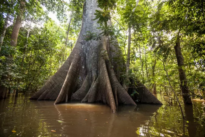 Silkebomullstre oversvømmet av vann i Amazonas. De markante støtterøttene er en tilpasning til livet i flomområder for å hindre at treet velter.