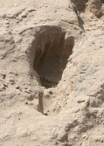 Fossilt fotavtrykk, antagelig avsatt av Homo erectus, ved Ileret i Kenya.(Foto: Matthew Bennett, Bournemouth University) Fossilt fotavtrykk, antagelig avsatt av Homo erectus, ved Ileret i Kenya.(Foto: Matthew Bennett, Bournemouth University)