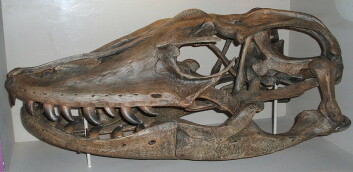 "Denne hodeskallen fra en Megalania måler hele 79 cm. (Foto: Steven G. Johnson / Wikimedia Commons)" "Denne hodeskallen fra en Megalania måler hele 79 cm. (Foto: Steven G. Johnson / Wikimedia Commons)"