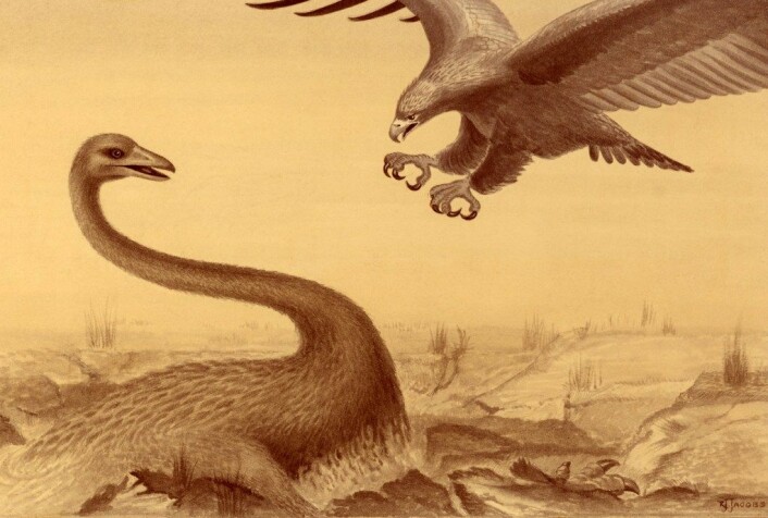 "Haast's eagle var i stand til å angripe og drepe landlevende fugler på opptil 200 kilo, i følge forskerne. (Illustrasjon: Ray Jacobs, © Canterbury Museum)"