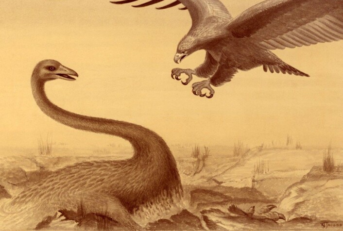 "Haast's eagle var i stand til å angripe og drepe landlevende fugler på opptil 200 kilo, i følge forskerne. (Illustrasjon: Ray Jacobs, © Canterbury Museum)" "Haast's eagle var i stand til å angripe og drepe landlevende fugler på opptil 200 kilo, i følge forskerne. (Illustrasjon: Ray Jacobs, © Canterbury Museum)"