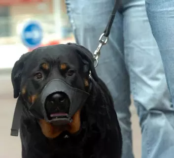 Rottweiler var også kategorisert som en voldsom type hund i undersøkelsen. (Illustrasjonsfoto: www.colourbox.com)